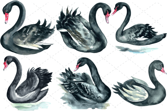 6 Black Swan Watercolor Clipart Bundle: A Designer's Resource